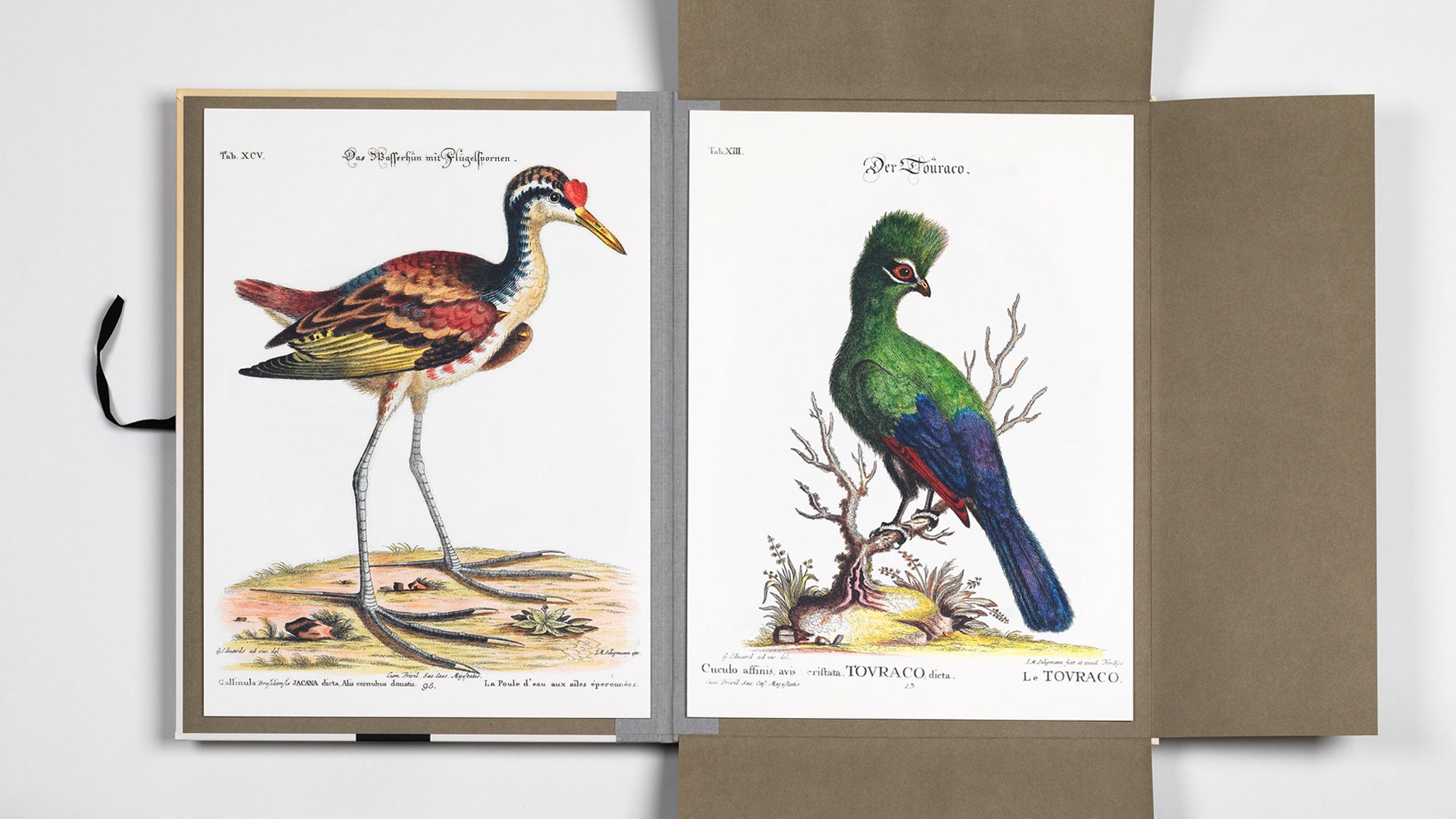 PEPIN Art Portfolios Tropical Birds