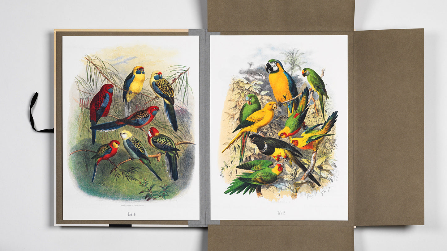 PEPIN Art Portfolios Tropical Birds