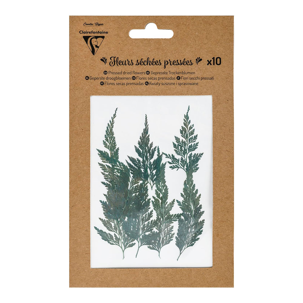 CLAIREFONTAINE Pressed Dried Flowers 10s Green 1